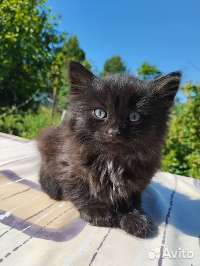 Котенок в добрые руки
