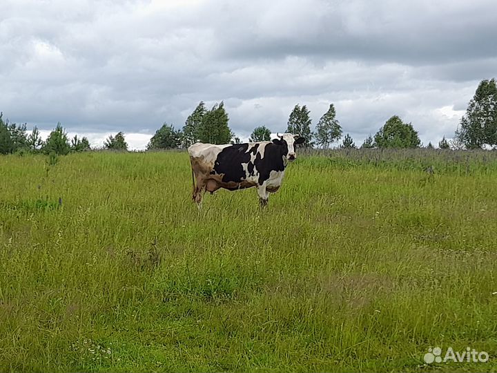 Продаю корову