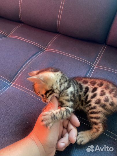 Бенгальские котята