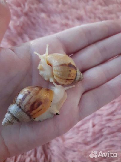 Улитки ахатины