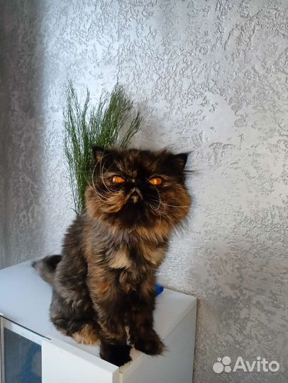 Персидская кошка вязка
