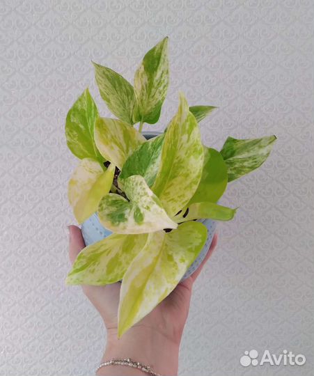 Сциндапсусы, Эпипремнумы и др. (ч.3)