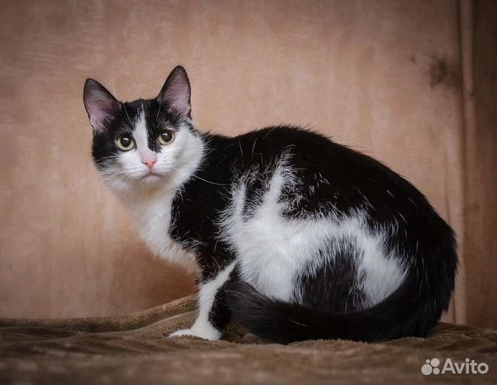 Кошка в добрые руки