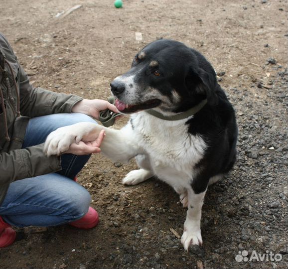 Тимур ищет дом