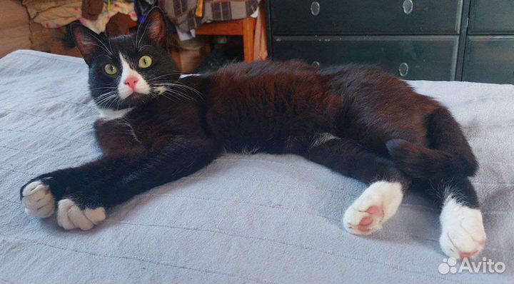 Котик забавный и ласковый