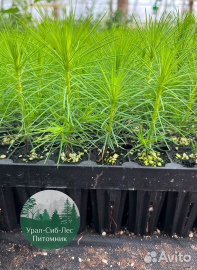 Зкс Сосна сеянцы Ели Лиственницы окс Голуб Горная