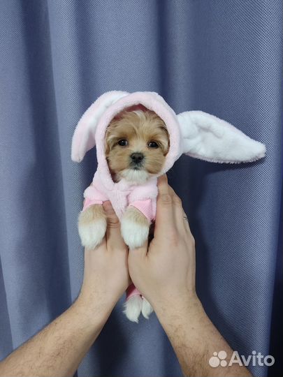 Мальтипу f1 mini девочка