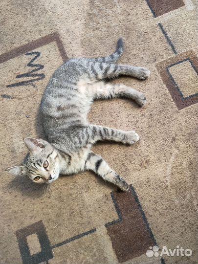 Кошки