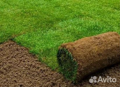 Газон рулонный