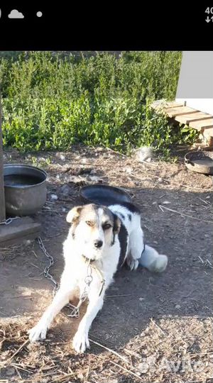 Лучшая Собака друг в добрые руки