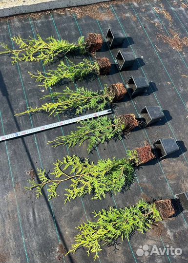 Купить туи Брабант