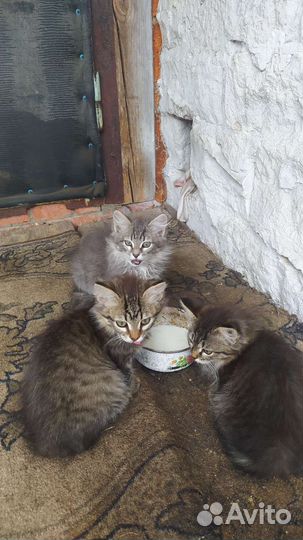 Котята в добрые руки бесплатно