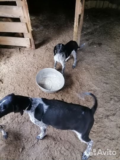 Щенки курцхара