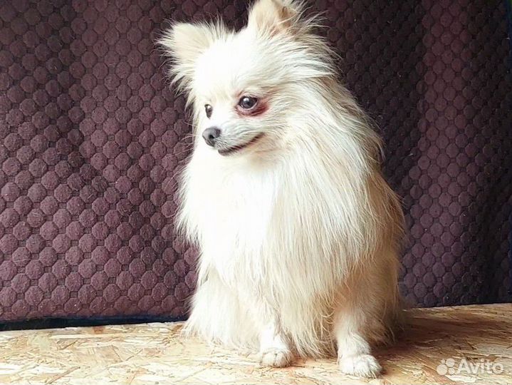 Померанский шпиц мини