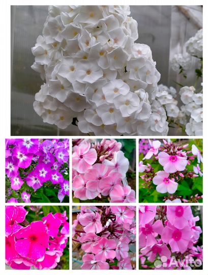 Комнатные цветы, садовые многолетники, рассада