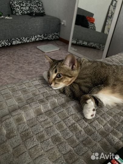 Кошки в добрые руки