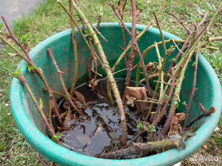 Саженцы ежевики