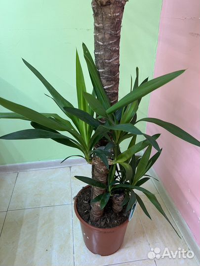 Пальма юкка 3 ствола 155см высота