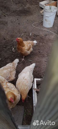 Куры, гусыня