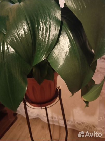 Комнатные цветы