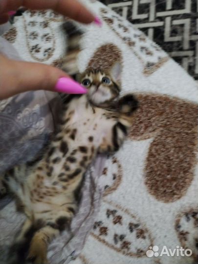 Бенгальская