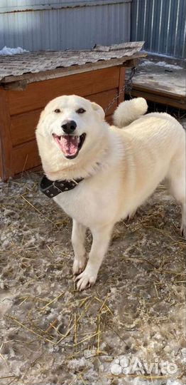 Собака в добрые руки