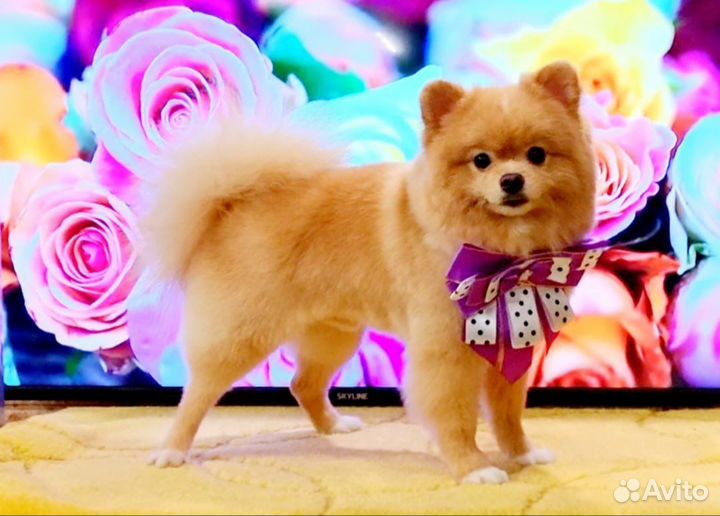 Померанский шпиц вязка