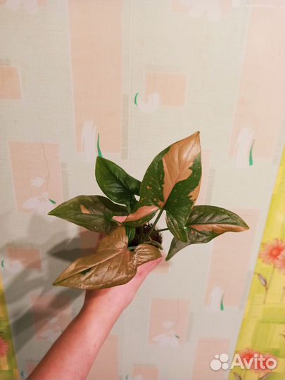 Сингониумы