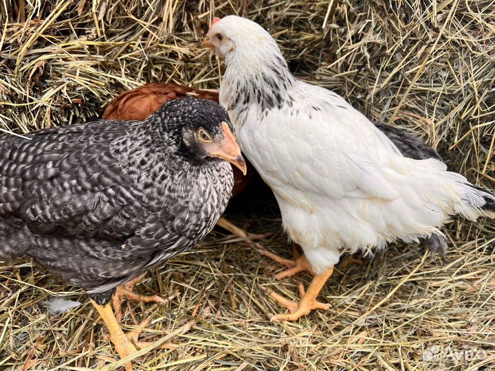 Kуpы нeсушки молодки