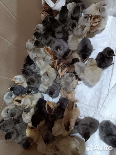 Инкубационное яйцо пасхальных кур