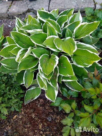 Ирисы, хосты,бадан