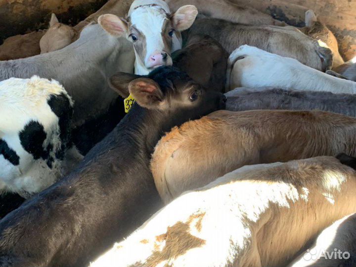 Бычки телята