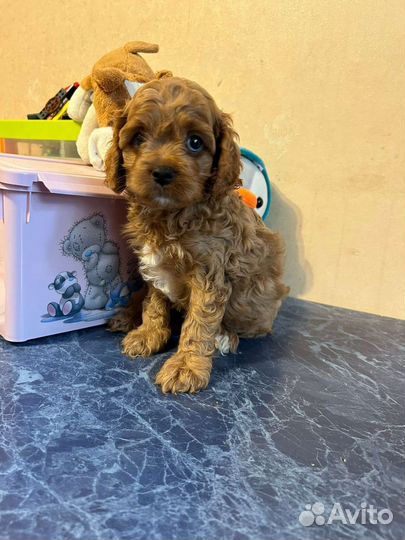 Мальчик кавапу