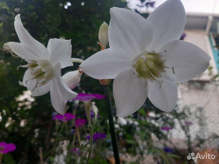 Эухарис амазонская лилия