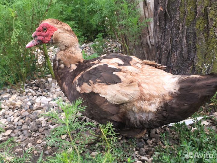 Селезень индоутки породистый