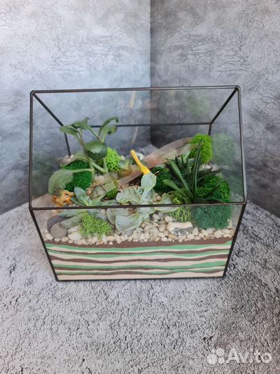 Флорариум. Комнатные растения. Суккуленты. Подарок