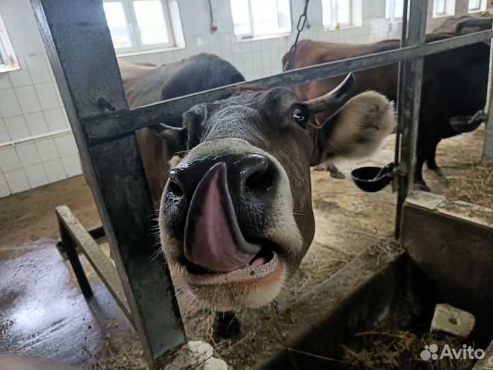 Продается стельная корова