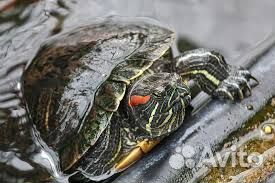 Черепашка маленькая