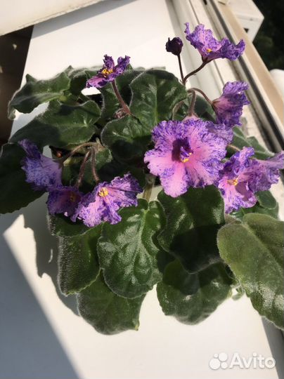 Листья фиалок