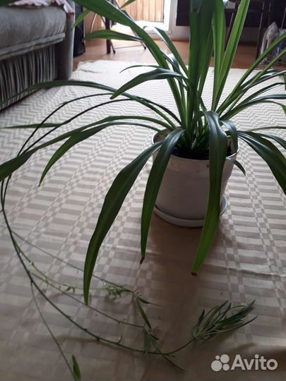 Хлорофитум