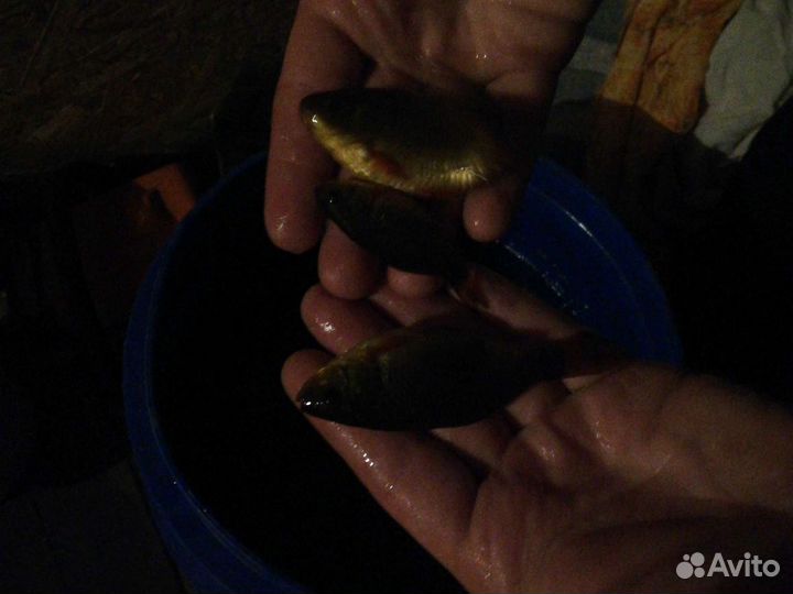 Карась живой