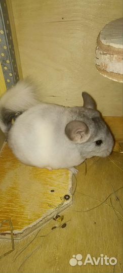 Шиншилла