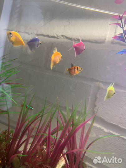 Аквариум с рыбками бу