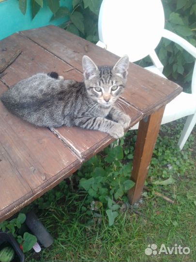 Котята тигрята