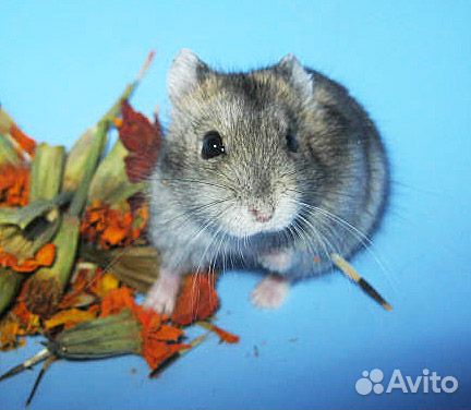 Джунгарские хомочки