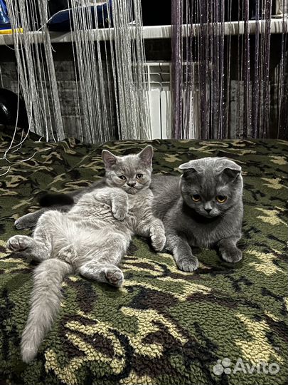 Шотландские котята