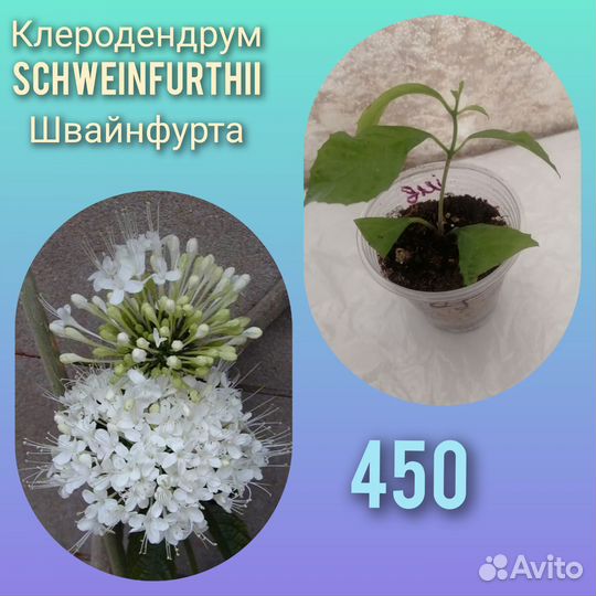 Клеродендрум и монстера фридрихшталя