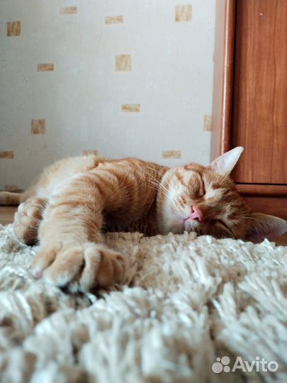 Анатолий ищет дом