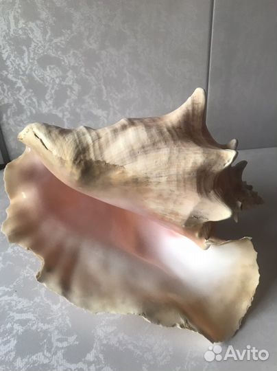 Раковина большая морская