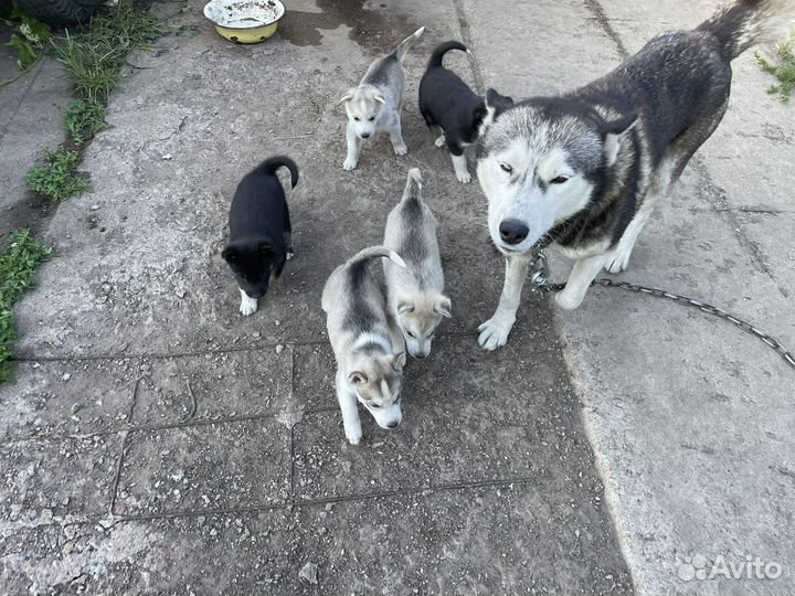 Продам щенков Хаски